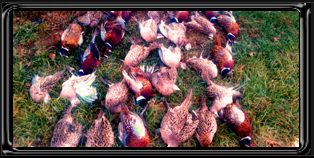 Pheasant Gallery
