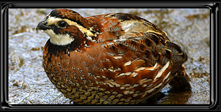 Quail Gallery